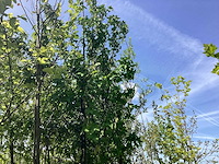 Mix bomen - sierboom (25x) - afbeelding 2 van  4