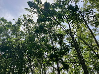 Mix bomen - sierboom (25x) - afbeelding 1 van  4