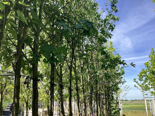 Mix bomen - sierboom (25x) - afbeelding 3 van  4