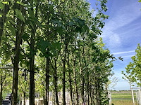 Mix bomen - sierboom (25x) - afbeelding 3 van  4