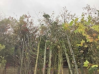 Mix bomen - sierboom (25x)