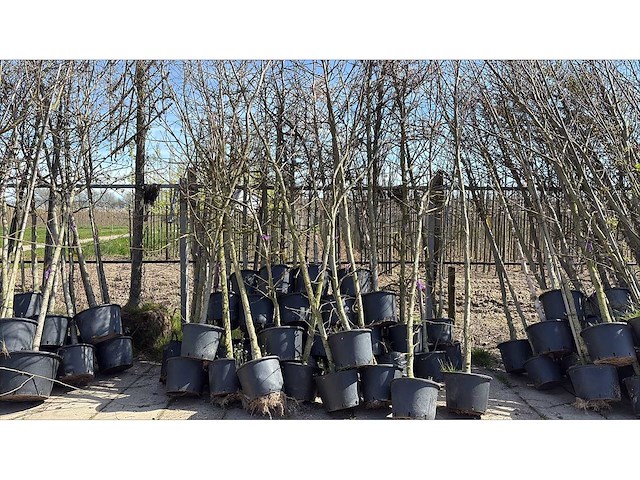 Mix bomen - sierboom (35x) - afbeelding 1 van  2