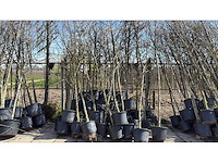 Mix bomen - sierboom (35x) - afbeelding 1 van  2