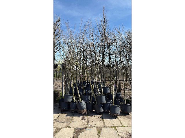Mix bomen - sierboom (35x) - afbeelding 2 van  2