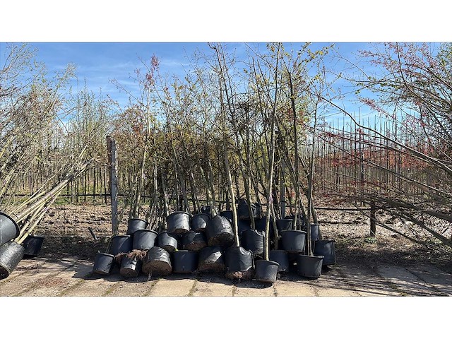 Mix bomen - sierboom (35x) - afbeelding 1 van  2