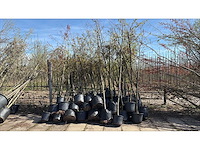 Mix bomen - sierboom (35x) - afbeelding 1 van  2