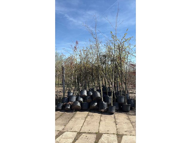 Mix bomen - sierboom (35x) - afbeelding 2 van  2