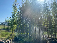 Mix bomen - sierboom - afbeelding 1 van  4