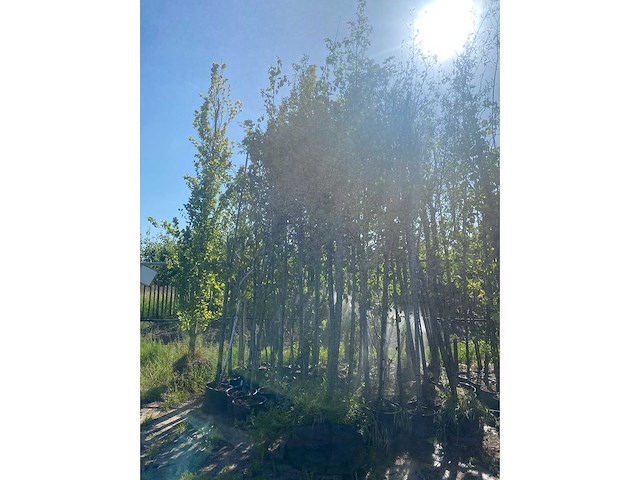 Mix bomen - sierboom - afbeelding 2 van  4
