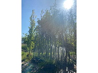 Mix bomen - sierboom - afbeelding 2 van  4