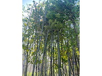 Mix bomen - sierboom - afbeelding 4 van  4