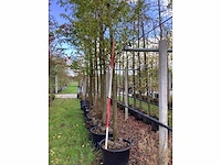 Moerascipres - sierboom - afbeelding 3 van  3