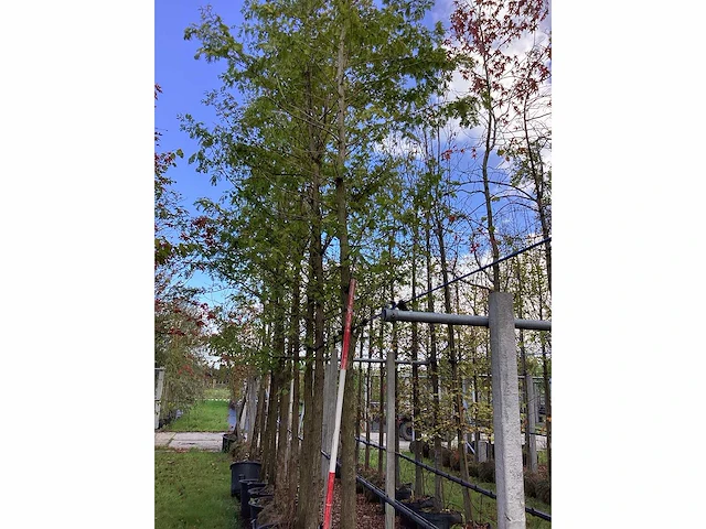 Moerascipres - sierboom - afbeelding 2 van  3