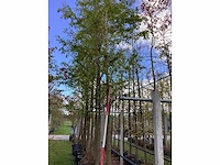 Moerascipres - sierboom - afbeelding 2 van  3