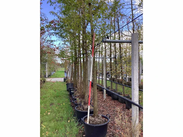 Moerascipres - sierboom - afbeelding 3 van  3