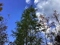 Moerascipres - sierboom