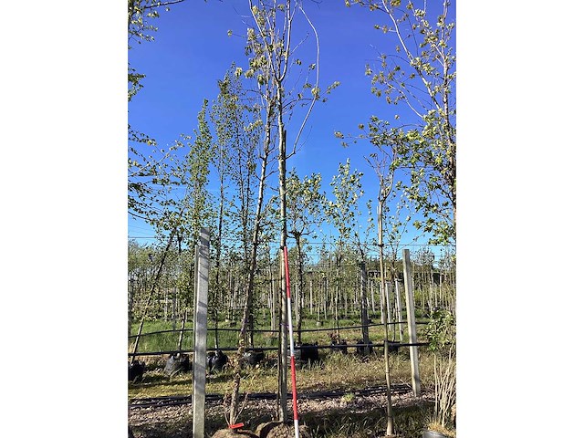 Moeraseik - avenue tree - afbeelding 1 van  1