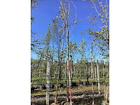 Moeraseik - avenue tree - afbeelding 1 van  1