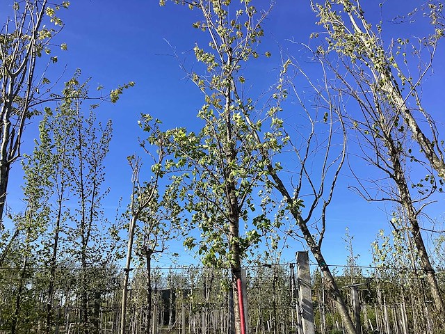 Moeraseik - avenue tree - afbeelding 1 van  2