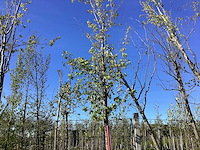Moeraseik - avenue tree - afbeelding 1 van  2