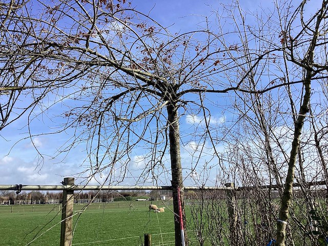 Moeraseik - dakboom - afbeelding 1 van  2