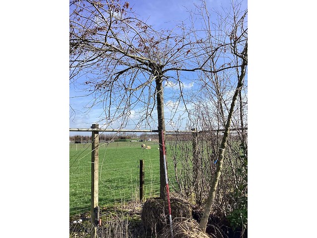 Moeraseik - dakboom - afbeelding 2 van  2