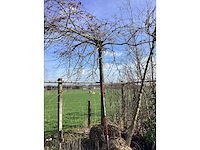Moeraseik - dakboom - afbeelding 2 van  2
