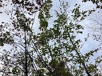 Moeraseik - laanboom