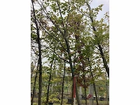 Moeraseik - laanboom - afbeelding 3 van  3