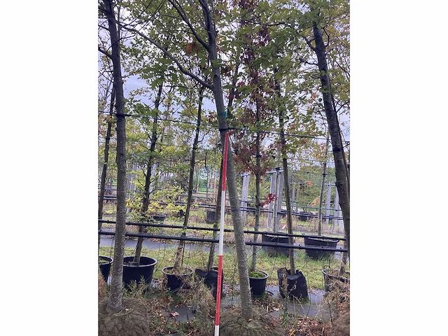 Moeraseik - laanboom - afbeelding 2 van  3