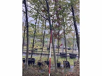 Moeraseik - laanboom - afbeelding 2 van  3
