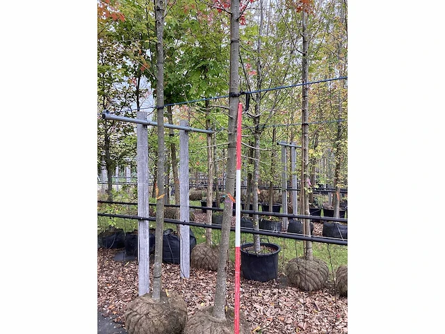 Moeraseik - laanboom - afbeelding 3 van  3