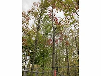 Moeraseik - laanboom - afbeelding 2 van  3