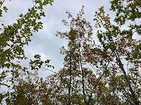 Moeraseik - laanboom