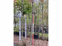 Moeraseik - laanboom - afbeelding 3 van  3