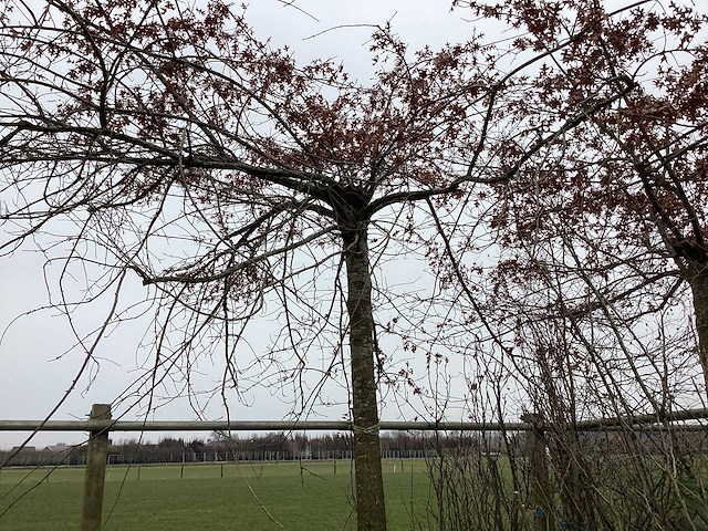 Moeraseik - leiboom - afbeelding 1 van  2