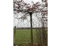 Moeraseik - leiboom - afbeelding 2 van  2