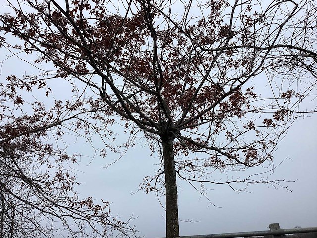 Moeraseik - leiboom - afbeelding 2 van  2