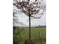 Moeraseik - leiboom - afbeelding 1 van  2