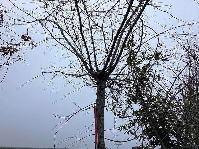 Moeraseik - leiboom - afbeelding 1 van  2