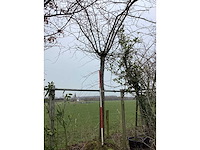 Moeraseik - leiboom - afbeelding 2 van  2