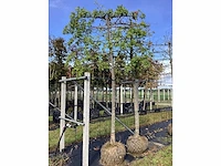 Moeraseik - leiboom - afbeelding 2 van  2