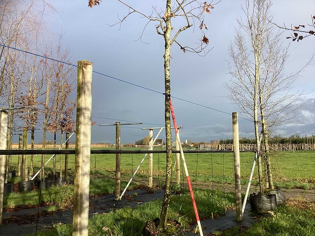 Moeraseik - parkboom - afbeelding 1 van  3