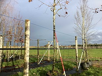 Moeraseik - parkboom - afbeelding 1 van  3