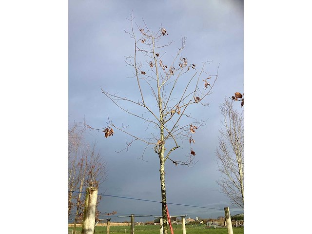 Moeraseik - parkboom - afbeelding 2 van  3