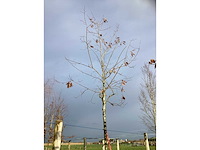 Moeraseik - parkboom - afbeelding 2 van  3