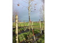 Moeraseik - parkboom - afbeelding 3 van  3