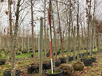 Moeraseik - parkboom - afbeelding 1 van  3