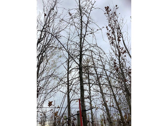 Moeraseik - parkboom - afbeelding 2 van  3