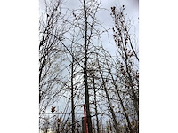 Moeraseik - parkboom - afbeelding 2 van  3